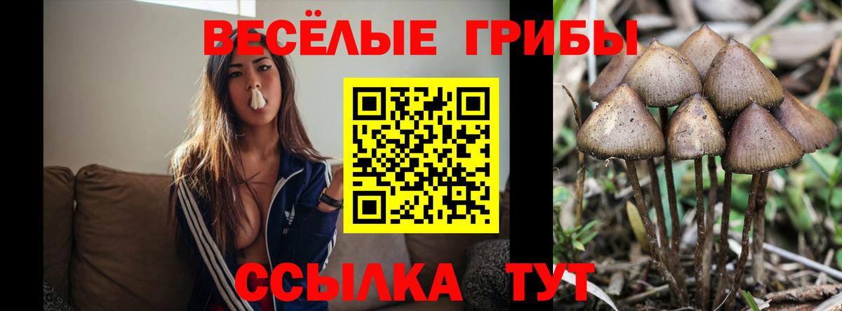 Галлюциногенные грибы Psilocybine cubensis Тобольск